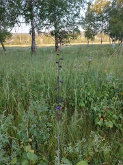 Delphinium crassifolium
