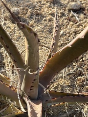Agave aurea capensis