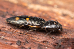 Selatosomus suckleyi