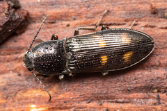 Selatosomus suckleyi