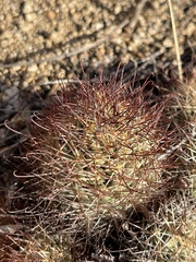 Mammillaria schumannii