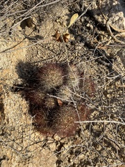 Mammillaria schumannii