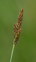 Carex idahoa