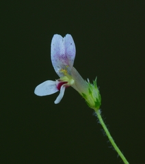 Trifolium monanthum monanthum