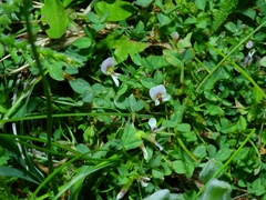 Trifolium monanthum monanthum