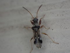 Pseudopachybrachius vinctus