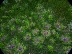 Cirsium scariosum congdonii