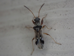 Pseudopachybrachius vinctus