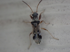 Pseudopachybrachius vinctus