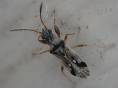 Pseudopachybrachius vinctus