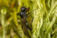 Bibio palliatus