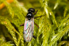 Bibio palliatus