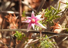 Boronia lanuginosa