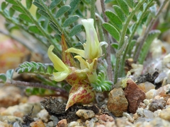 Astragalus lentiginosus semotus