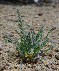 Astragalus lentiginosus semotus