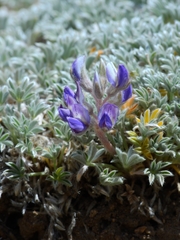 Lupinus breweri bryoides