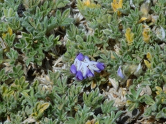Lupinus breweri bryoides