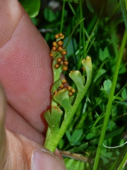 Botrychium ascendens