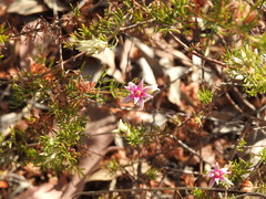 Boronia lanuginosa