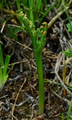 Botrychium ascendens