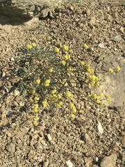 Eriogonum nudum westonii