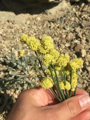 Eriogonum nudum westonii