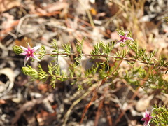 Boronia lanuginosa