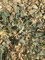 Eriogonum nudum westonii