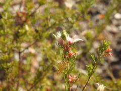 Boronia lanuginosa