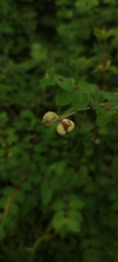 Symphoricarpos microphyllus