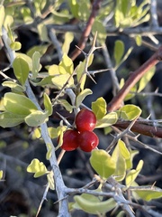 Castela peninsularis