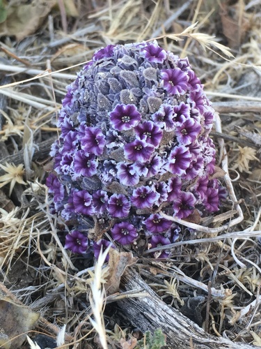 Desert christmas tree (Pholisma arenarium)
