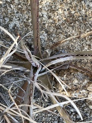 Agave aurea capensis