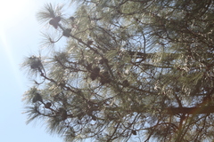 Pinus pseudostrobus apulcensis