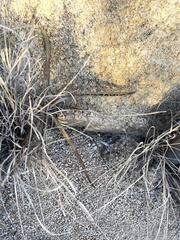 Agave aurea capensis