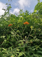 Smallanthus oaxacanus