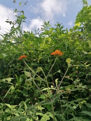 Smallanthus oaxacanus