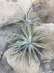 Agave aurea capensis