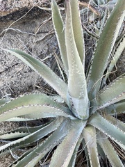 Agave aurea capensis