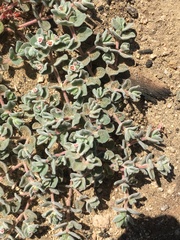Euphorbia vallis-mortae