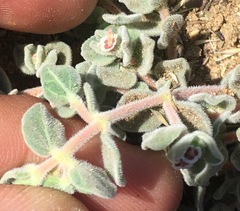 Euphorbia vallis-mortae