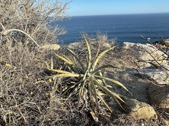 Agave aurea capensis