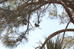 Pinus pseudostrobus apulcensis
