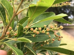 Citharexylum caudatum