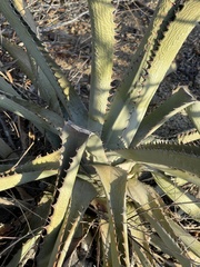 Agave aurea capensis