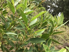 Citharexylum caudatum