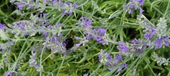 Xylocopa tabaniformis androleuca