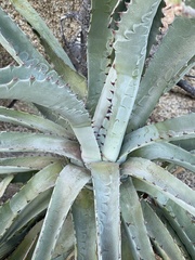 Agave aurea capensis
