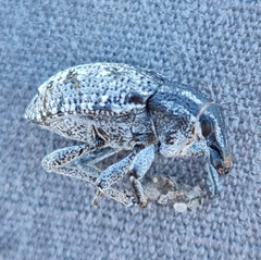 Pleurocleonus sollicitus