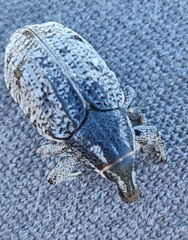 Pleurocleonus sollicitus